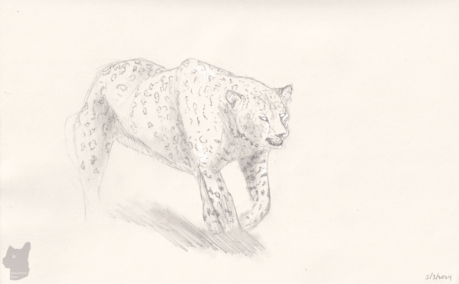 Sketch of a leopard on the prowl, seen in 3/4 view