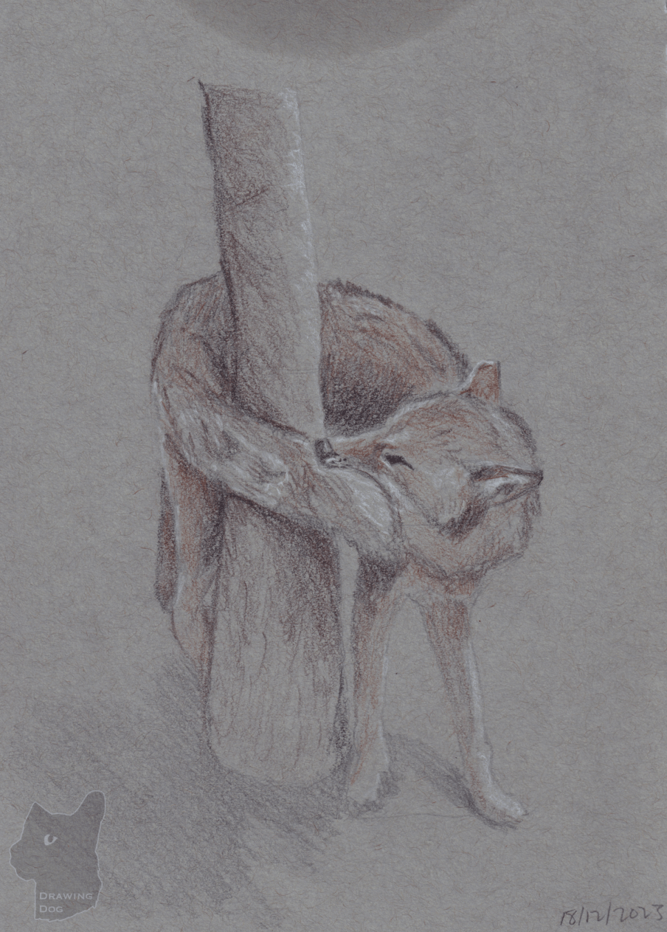 Coloured pencil drawing of a coyote wrapped around a tree trunk, biting its own tail