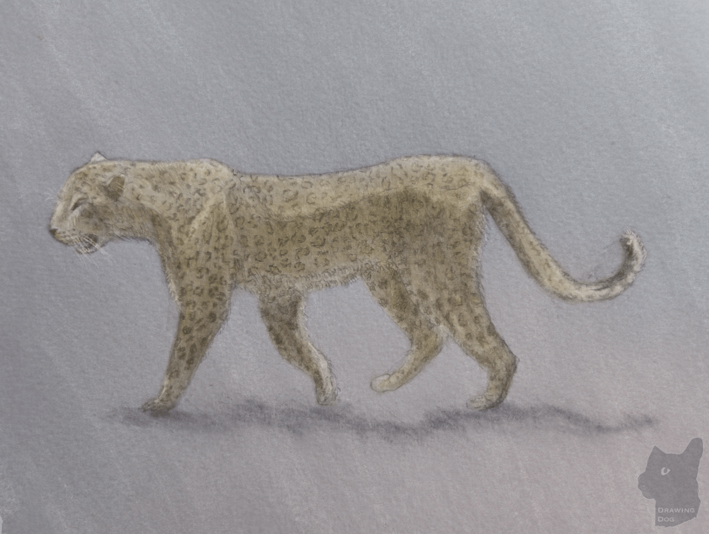 Digitally coloured sketch of a leopard, seen from the side in a brisk walk