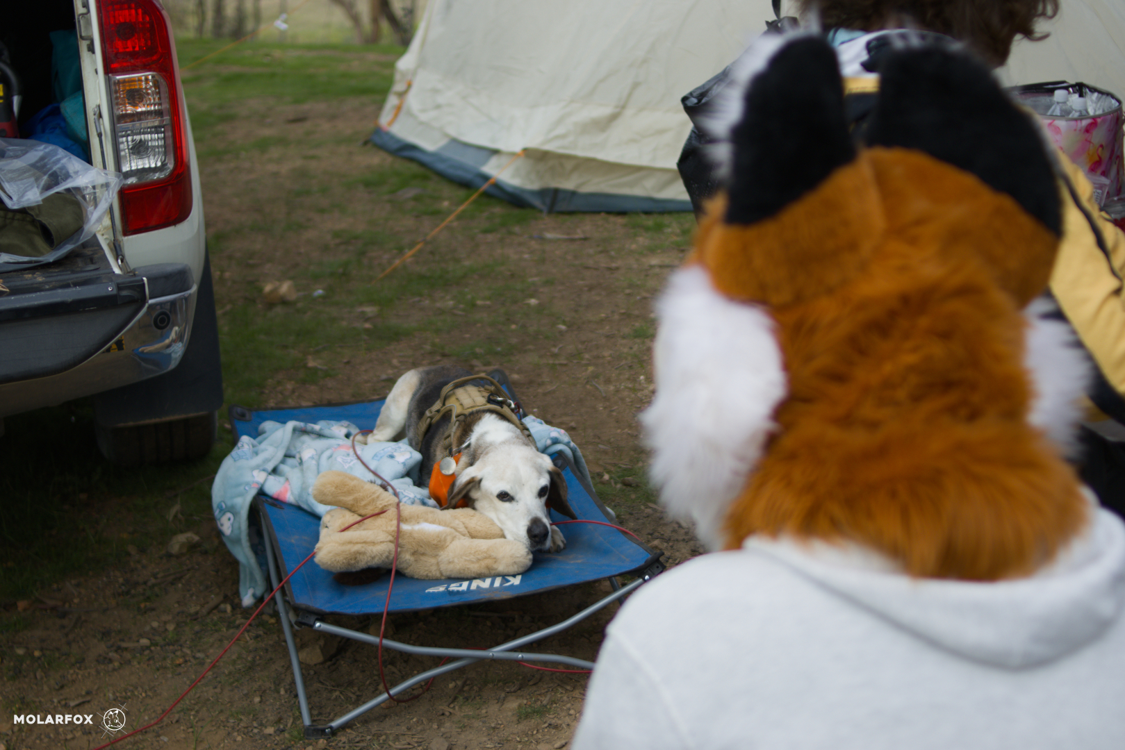 A red fox fursuiter in a partial fursuit (head only), xssfox, is seen standing in forest setting facing towards the viewer. There's a gentle dirt slope in the midground leading to a lake and some trees and rolling hills in the background - all of which have a moderate bokeh on them.

She's wearing a light grey purplecon hoodie, and pointing up into the distance. Her fur is dark orange with a white muzzle, white ear fluff, and black ear tips, as well as an orange hair tuft and blue cartoony eyes.